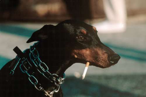  - USA, New York, Manhattan, 1983. Dog with cigarette in Washington Square Park